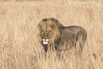 Savuti Camp Savuti Camp: Männlicher Löwe