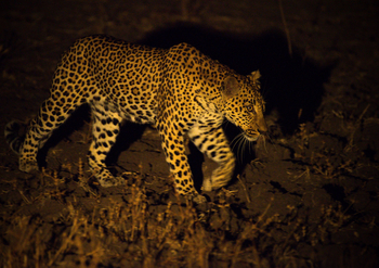 Shawa Luangwa Camp: Leopard