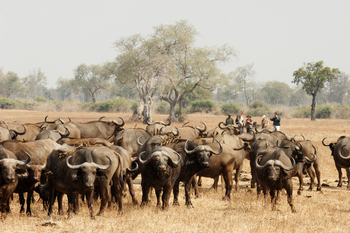 Shenton Safaris: Walking Safari