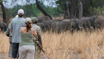Tafika Camp: Annäherung an Elefanten