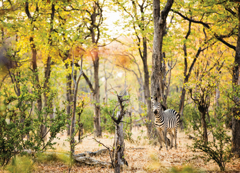 Tembo Plains Camp: Zebra im Wald