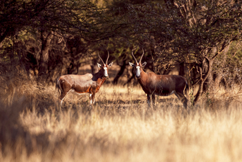 Thamo Telele: Blessböcke