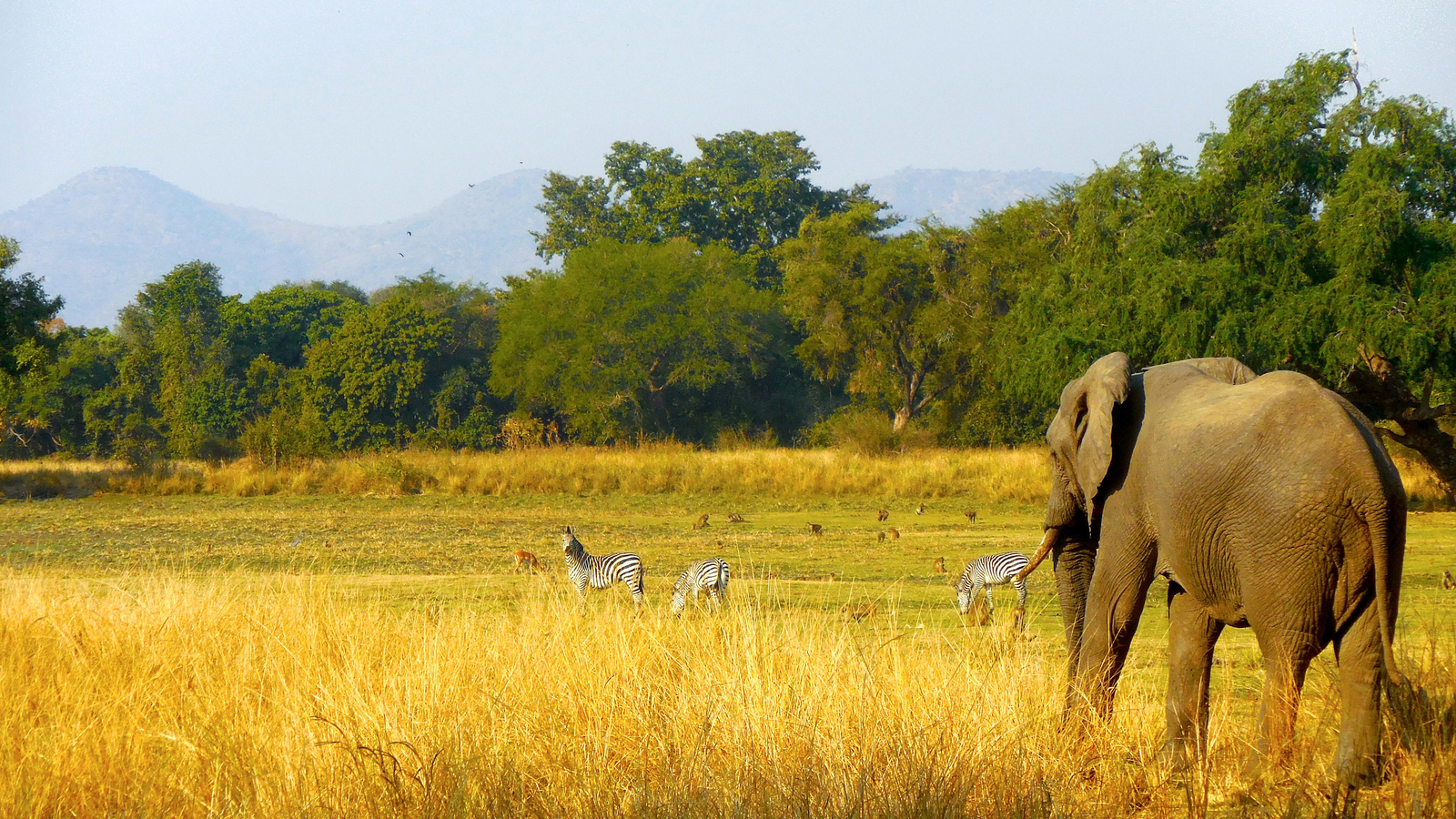 Three Rivers Camp Three Rivers Camp: Elefant und Zebras