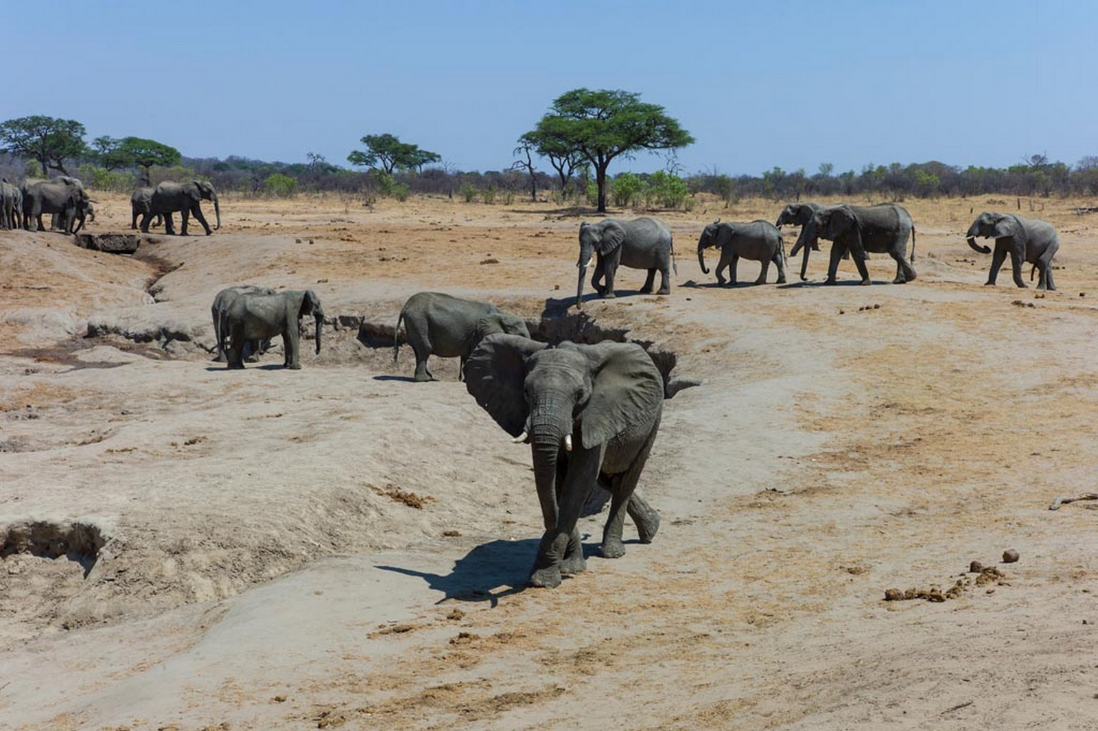 Verney's Camp Verney's Camp: Elefanten an einem ausgetrochneten Wasserloch