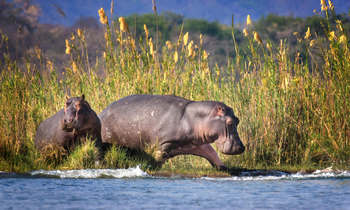 Vundu Camp Vundu Camp: Nilpferd