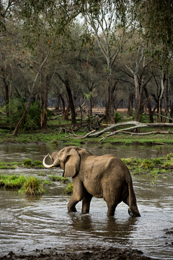 Amanzi Camp: Elefant im Wasser