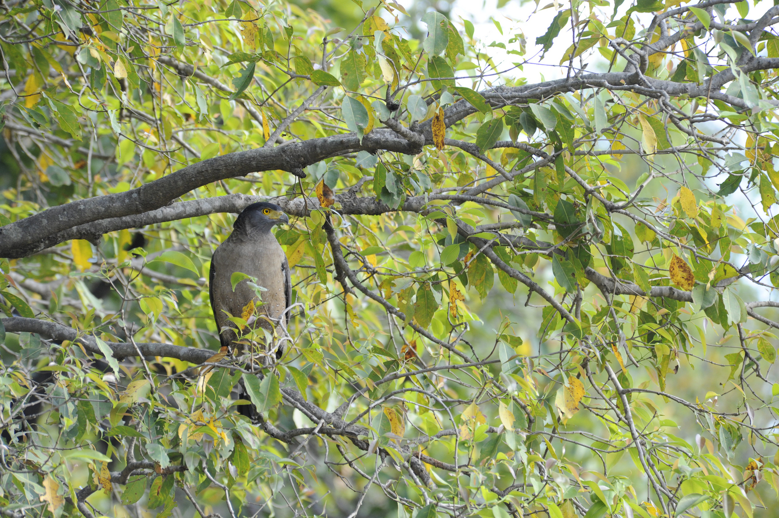 Bandhavgarh National Park Bandhavgarh National Park