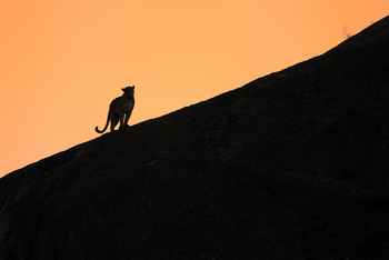 Bera Safari Lodge: Umriss eines Leoparden