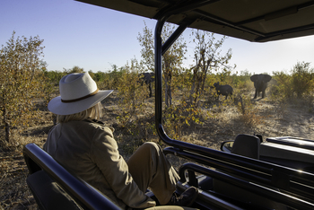 Camp Hwange: Beobachtung von Elefanten