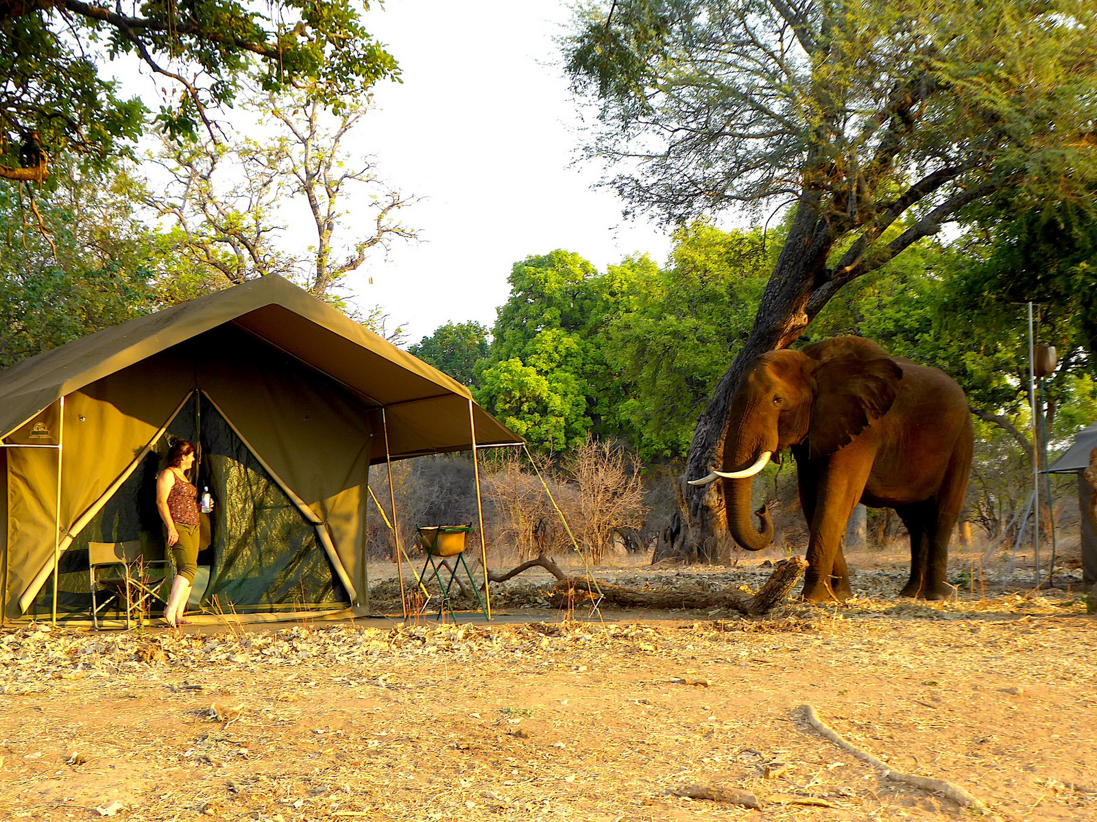 Camp Mana Camp Mana: Elefant und Zelt