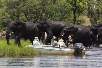 Chobe River Lodge: Elefanten am Chobe River