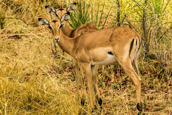 Chundukwa River Lodge: Impalas