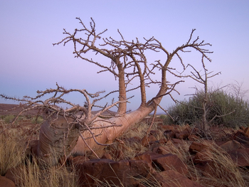 Desert Rhino Camp Desert Rhino Camp: Dickstängel