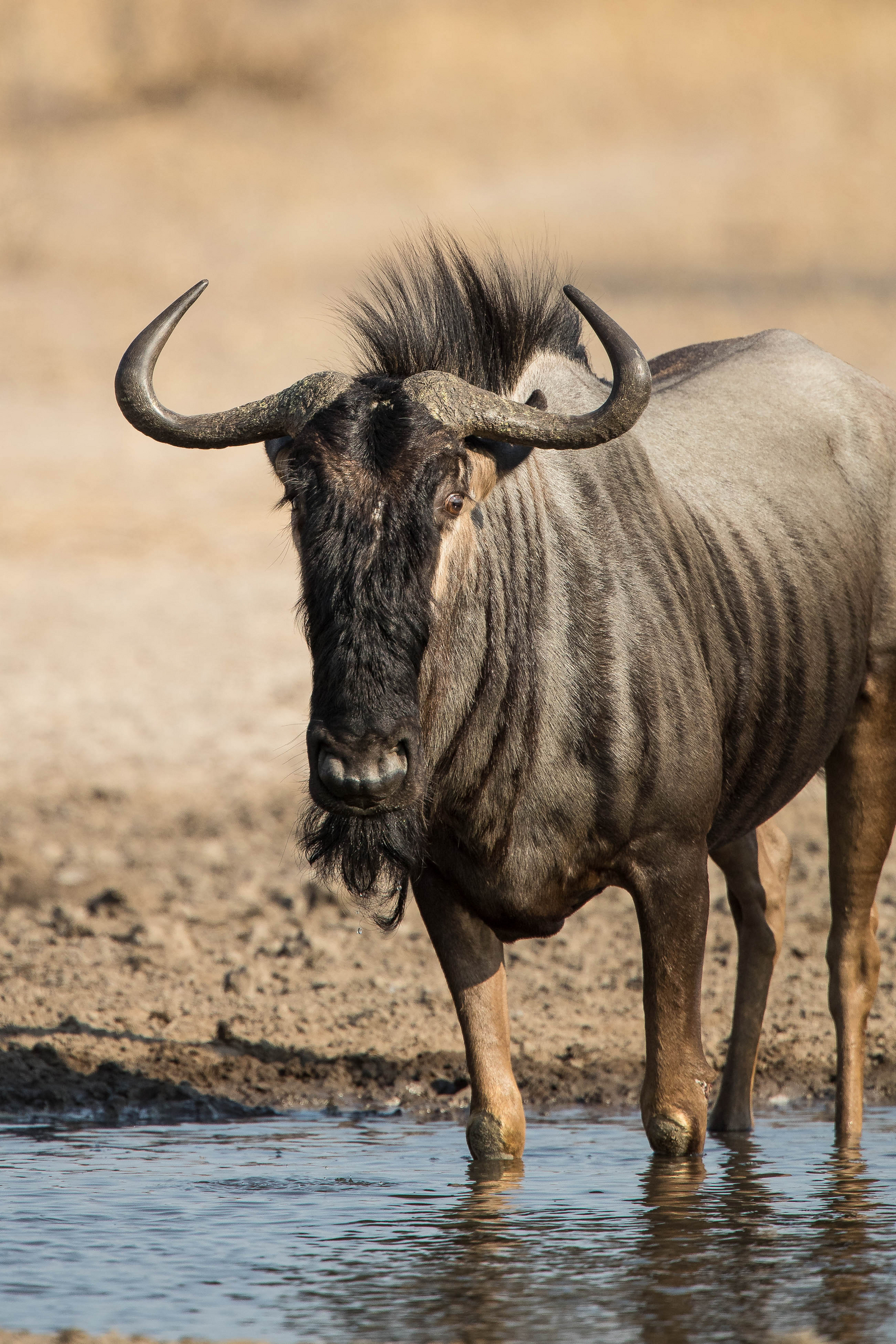 Dinaka Lodge Dinaka Lodge: Gnus