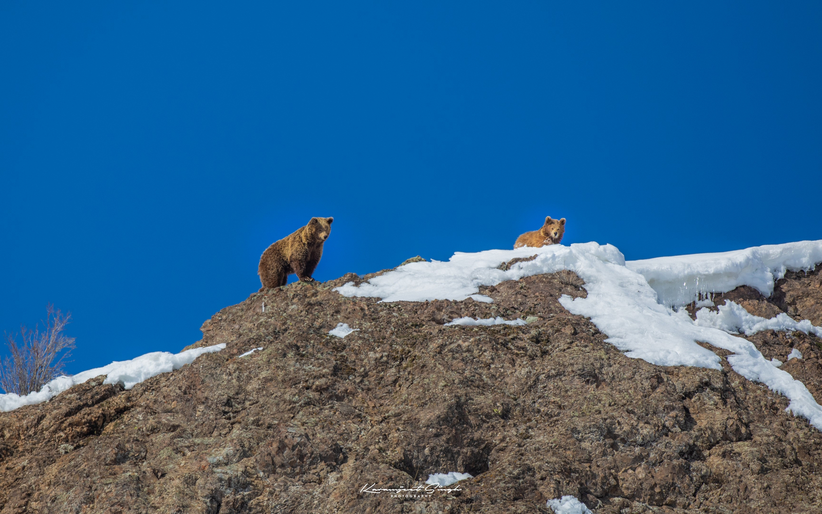 Drenmo Lodge Drenmo Lodge: Himalaya-Braunbär