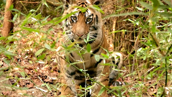 Flame of the Forest Safari Lodge: Tiger hinter Bambusblättern
