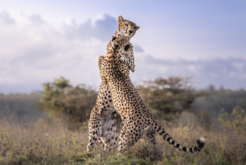 Governors' Mugie: Gepardenrangelei