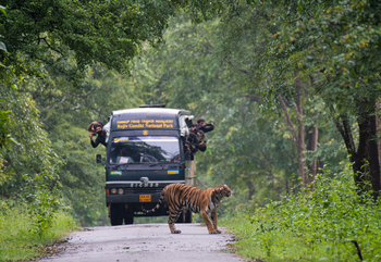 Kaav Safari Lodge: Tigersichtung