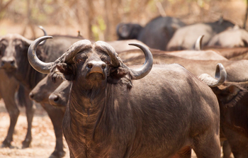 KaingU Safari Lodge: Büffel