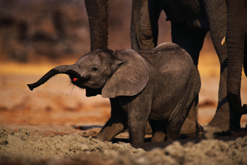 Kavinga Safari Camp: Elefantenbaby