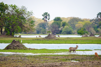 Kuthengo Camp: Wasserbock