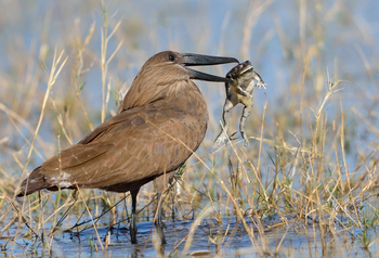 Lebala Camp Lebala Camp: Hammerkop mit Frosch