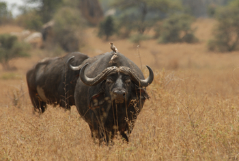 Legendary Mwiba Lodge: Büffel