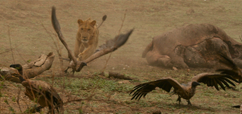 Little Vundu Camp Little Vundu Camp: Löwe verteidigt Beute