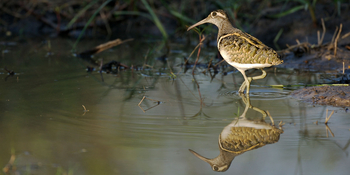 Mapula Lodge: Weibliche Goldschnepfe