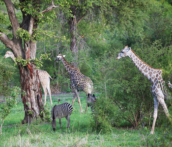 Matetsi Victoria Falls: Zebras und Giraffen