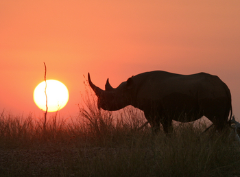 Musango Safari Camp: Nashorn
