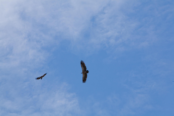 Mushara Game Drive: Geier