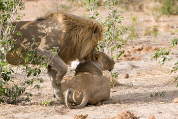 Mushara Game Drive: Löwenpärchen