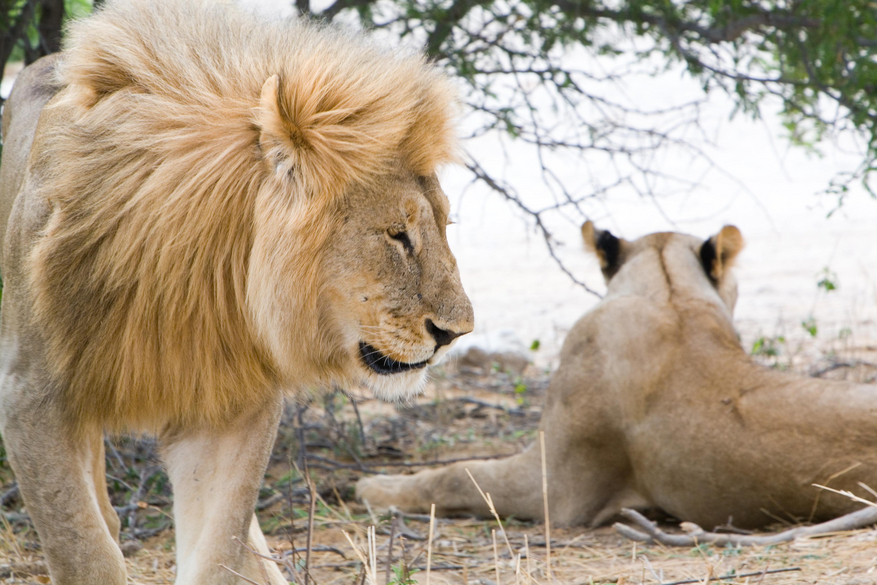 Mushara Game Drive