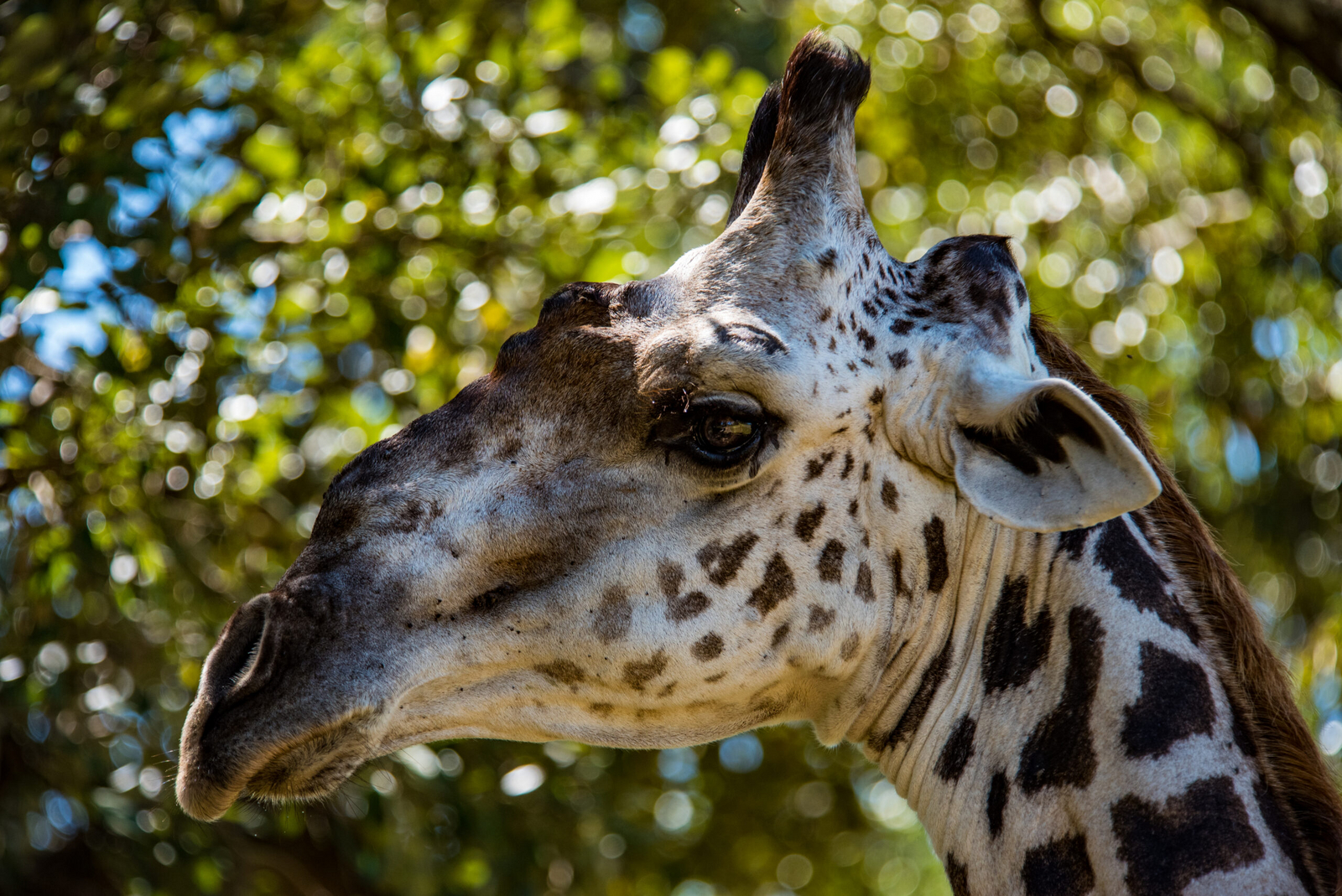 Nokanyana Camp Nokanyana Camp: Giraffenkopf