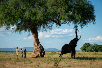 Nyamatusi Mahogany Camp: Beobachtung Elefant