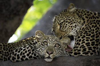 Robin Pope Safaris: Leopardin mit Jungtier
