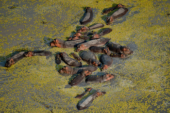 Roho ya Selous Camp: Hippos