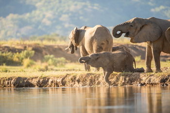 Royal Zambezi Lodge: Elefanten trinken aus dem Fluss