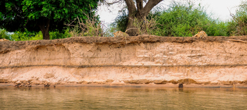 Royal Zambezi Lodge: Löwen