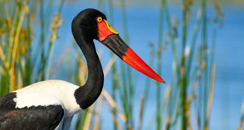 Royal Zambezi Lodge: Saddle Billed Stork