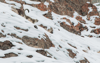 Rumbak Lodge: Schneeleopard