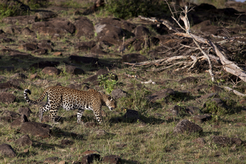 Serian Camp: Leopard