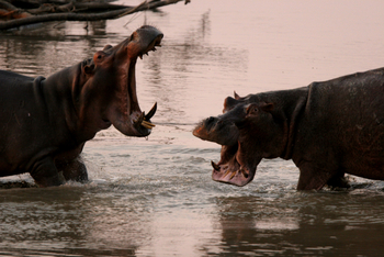 Shenton Safaris: Hippo Hide