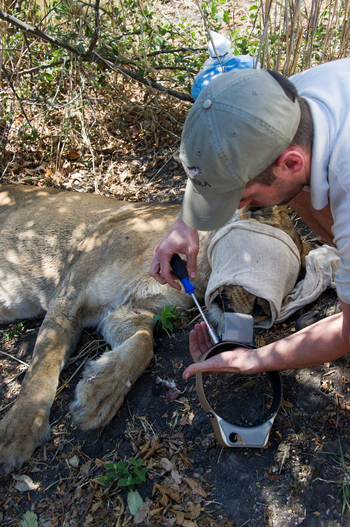 Shumba Camp Shumba Camp: Fixierung eines GPS-Halsbandes