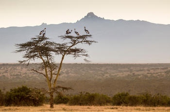 Solio Lodge: Kronenkraniche vor dem Mt. Kenya