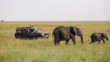 Soroi Mara Bush Camp: Elefanten