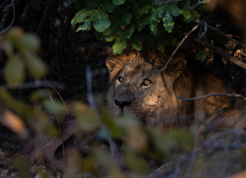 Sungani Lodge Sungani Lodge: Löwe