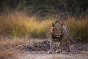 Sungani Lodge Sungani Lodge: Löwe