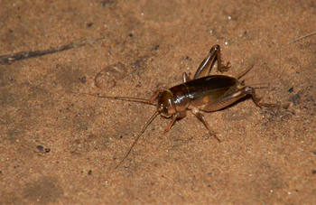 Tathastu Resort Satpura: Giant Burrowing Cricket